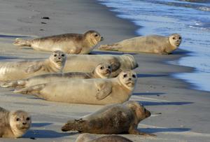 Robben am Strand